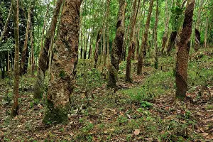 Hevea: Rubber tree plantation
