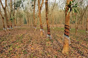 Rubber: Rubber Tree Plantation