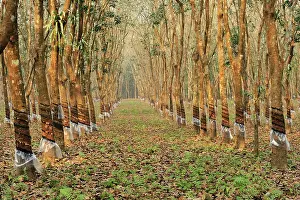 Rubber: Rubber Tree Plantation