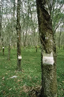 Plantations: Rubber Tree Plantation