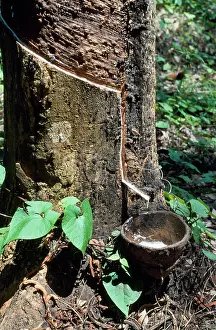 Malawi: Rubber Tree - rubber tapping