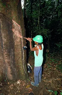 Farmers: Rubber Tree - rubber tapping at work in rainforest