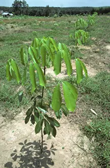 Latex: Rubber Tree Sapling