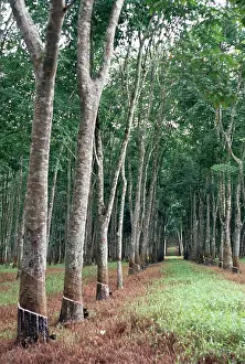Hevea: Rubber Trees