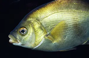 Perches: Rubberlip Surfperch