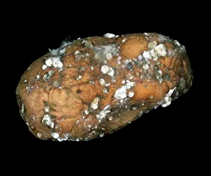 Potato: Rubbery rot