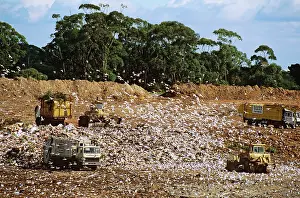 Landfill: Rubbish dump - with birds scavenging for scraps