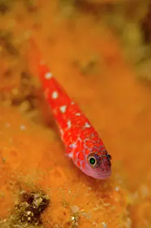 Angus: Rubble Dwarfgoby