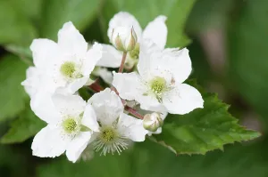 Fruticosus: Rubus fruticosus Loch Tay, Blackberry Loch Tay, White, G