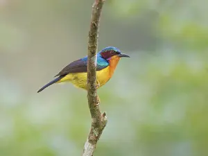 Malaysia: Ruby Cheeked Sunbird Chalcoparia singalensis Sab
