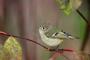 Kinglet: Ruby-crowned Kinglet