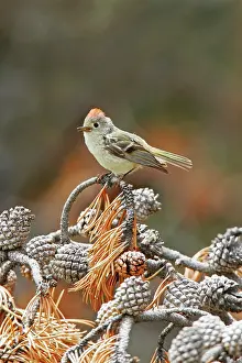 Kinglet: Ruby-crowned Kinglet