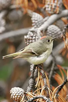 Kinglet: Ruby-crowned Kinglet