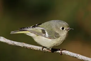 Kinglet: Ruby-crowned Kinglet
