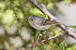 Kinglet: Ruby-crowned Kinglet