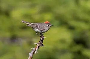 Kinglet: Ruby-crowned Kinglet - adult