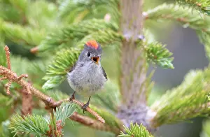 Calendula: Ruby-crowned Kinglet, Regulus calendula. One of Americas sm