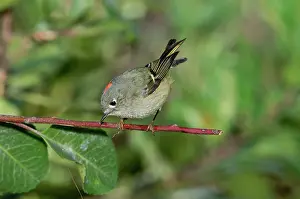 Calendula: Ruby-crowned Kinglet showing crown