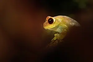 Leptopelis: Ruby Eyed Tree Frog