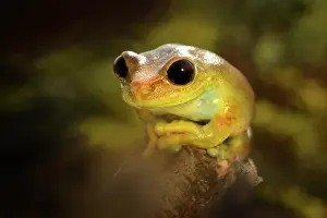 Leptopelis: Ruby Eyed Tree Frog