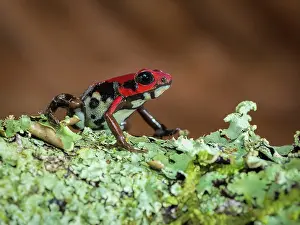 Ranitomeya: Ruby Poison-frog (Andinobates bombetes), Colombia