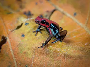 Anura: Ruby Poison-frog (Andinobates bombetes), Colombia