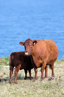 Ruby: Ruby Red Devon Cattle - cows in field by sea