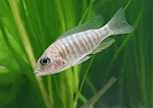Cichlids: Ruby Red Peacock - side view, tropical freshwater