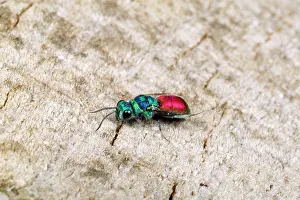 Chrysis: Ruby-tailed Wasp
