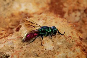 Chrysis: Ruby-tailed WASP