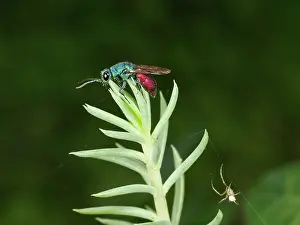 Chrysis: Ruby Tailed Wasp