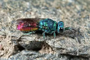 Helder: Ruby-tailed Wasp