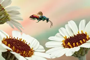 Chrysis: Ruby-tailed wasp (Chrysis ignita) in flight at the