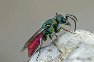 Hautes: Ruby-tailed wasp (Chrysis ruddii) on rock, Cayolle