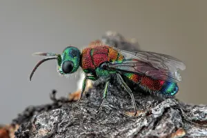Multi: Ruby-tailed wasp (Chrysis viridula), Cayolle pass