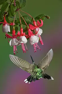 Rubythroated: Ruby-throated Hummingbird