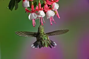Rubythroated: Ruby-throated Hummingbird
