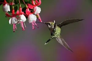 Rubythroated: Ruby-throated Hummingbird