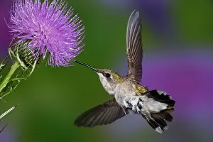 Rubythroated: Ruby-throated Hummingbird