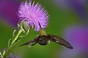 Rubythroated: Ruby-throated Hummingbird
