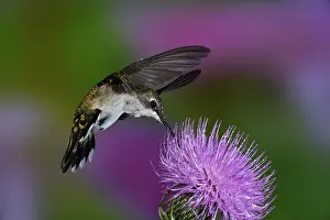 Rubythroated: Ruby-throated Hummingbird