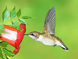 Archilochu: Ruby Throated Hummingbird