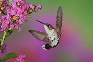Rubythroated: Ruby Throated Hummingbird