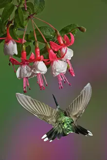 Rubythroated: Ruby Throated Hummingbird
