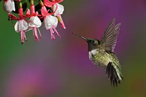 Rubythroated: Ruby Throated Hummingbird