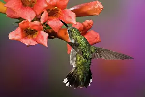 Rubythroated: Ruby Throated Hummingbird