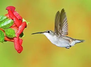 Archilochu: Ruby Throated Hummingbird