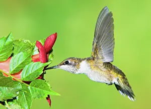 Archilochu: Ruby Throated Hummingbird