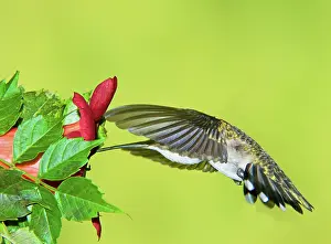 Archilochu: Ruby Throated Hummingbird