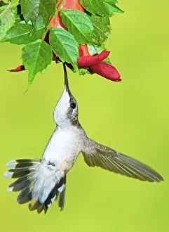 Archilochu: Ruby Throated Hummingbird